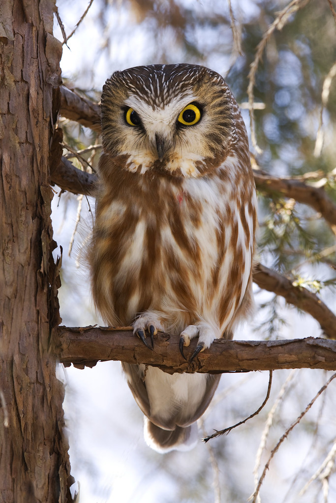 Northern Sawwhet Owl Relocated this owl on a photofriend… Flickr