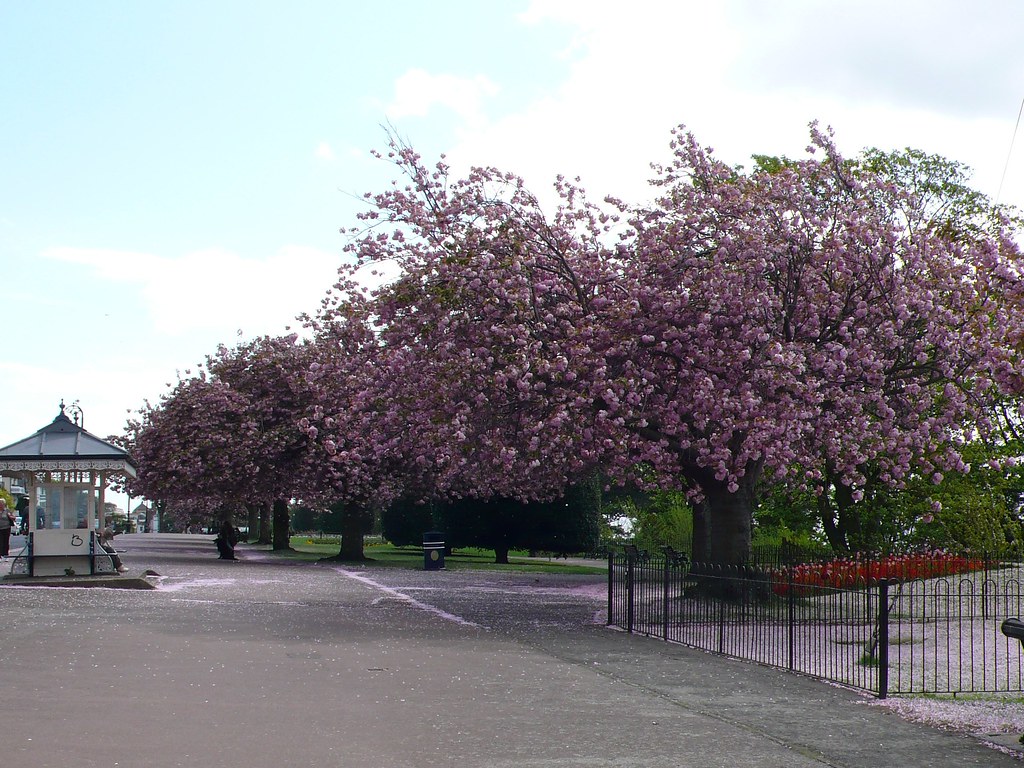 Cherry Blossom Trees, Westcliff Park, SouthendOnSea Flickr