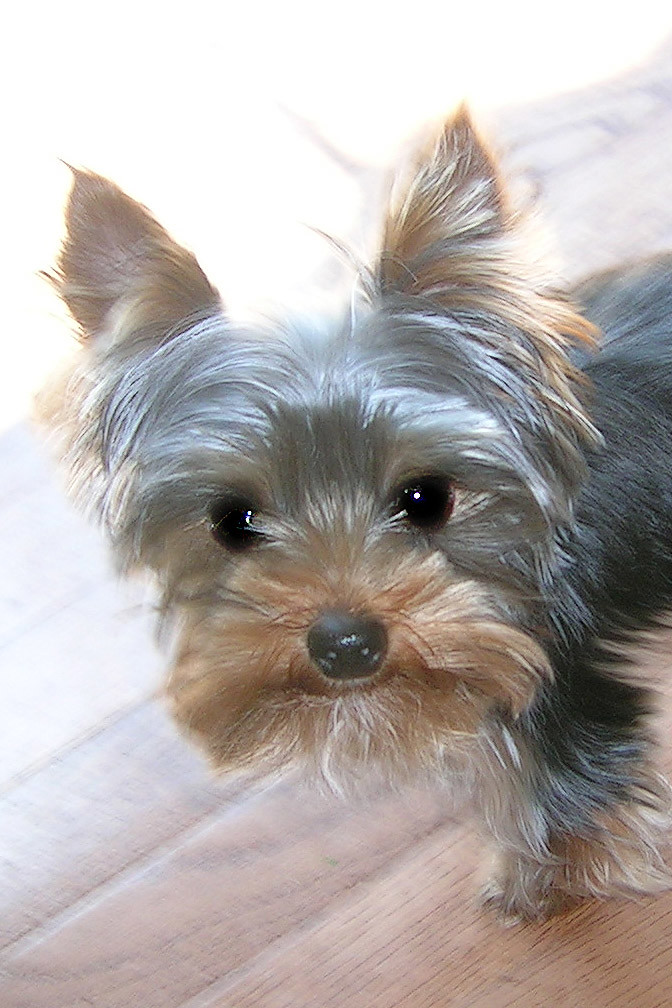 Oliver One year old yorkie Carly Flickr