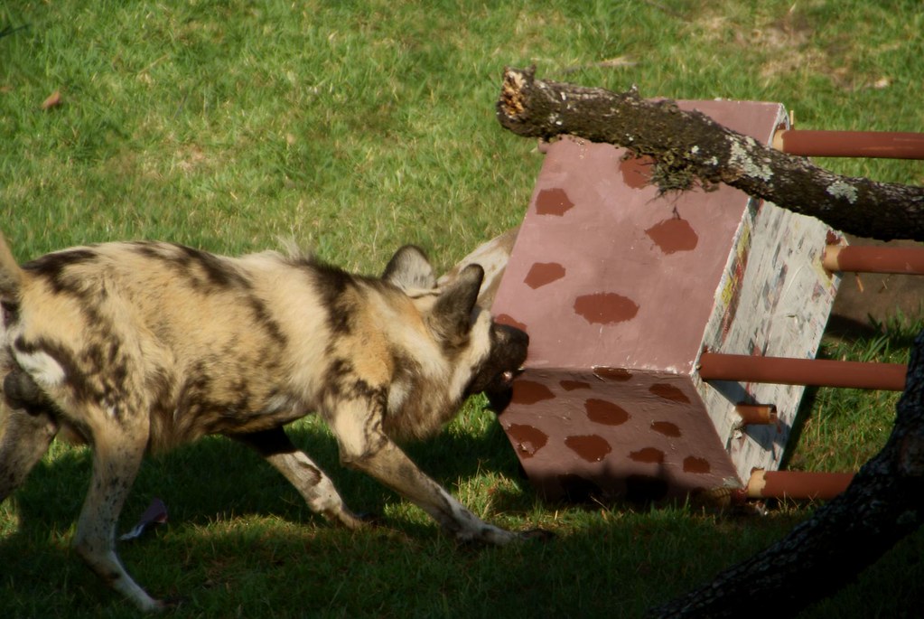 Houston Zoo Photo Day Wild Dogs Playing Alan Flickr