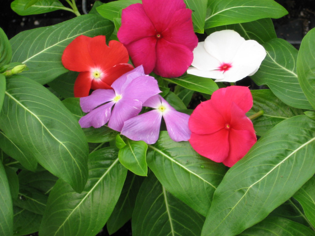 VincaVictory Mix JJL GREENHOUSE, INC. Flickr