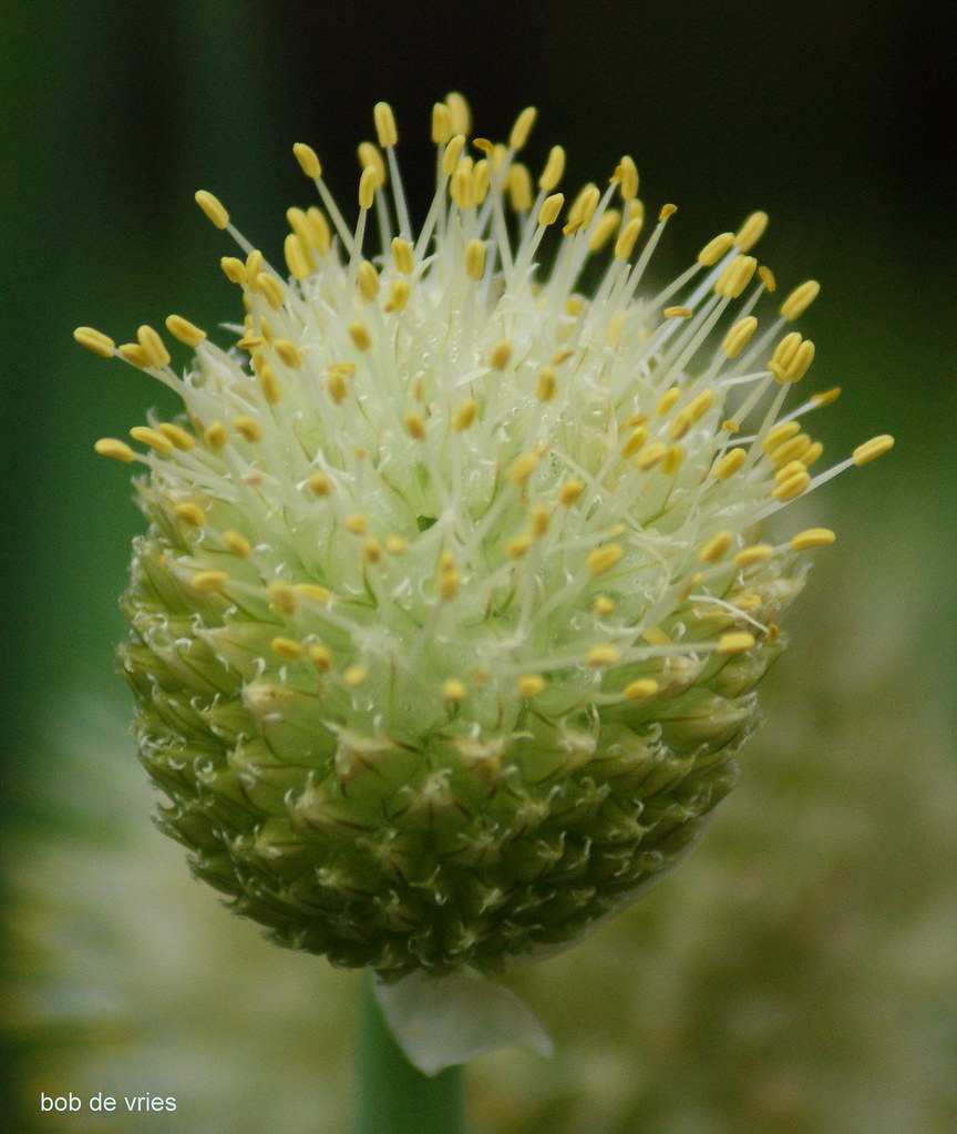 the king of the plants gerida.bob76 Flickr
