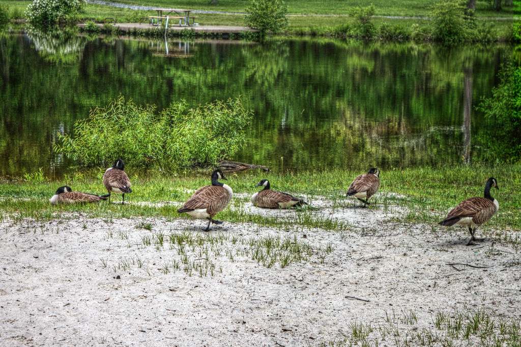 MedfordPark17.jpg J.D. Thomas Flickr