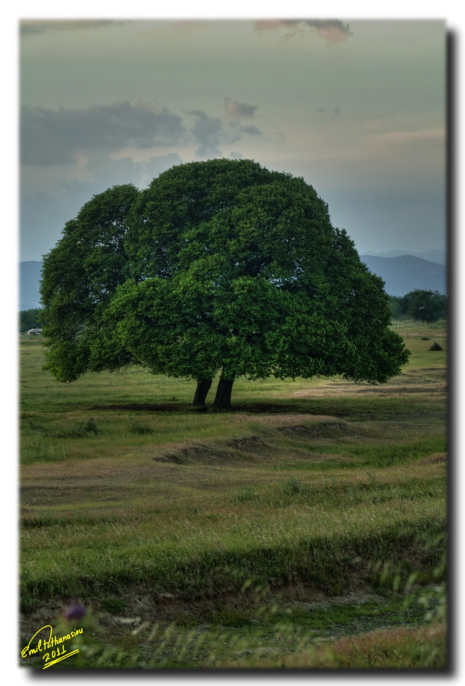 Double trunk tree HDR At first sight it looks just lik… Flickr