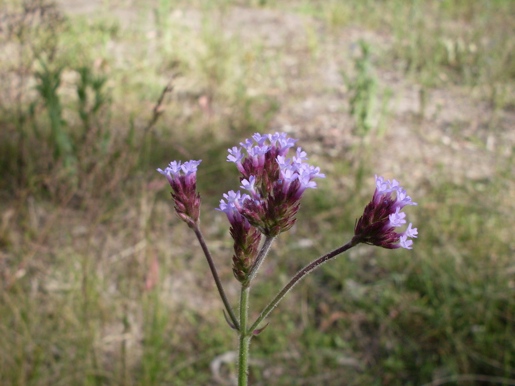 Purpletop Purpletop (Verbena bonariensis) is a widesprea… Flickr