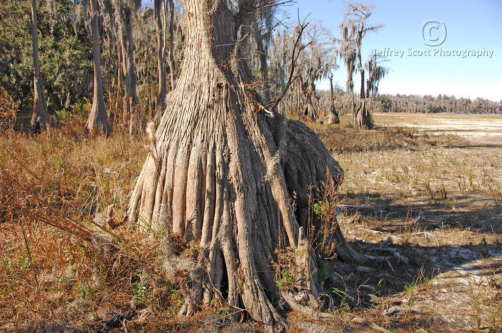 Cypress Tree Stumps Cypress Tree stumpas at Lake Louisa St… Flickr