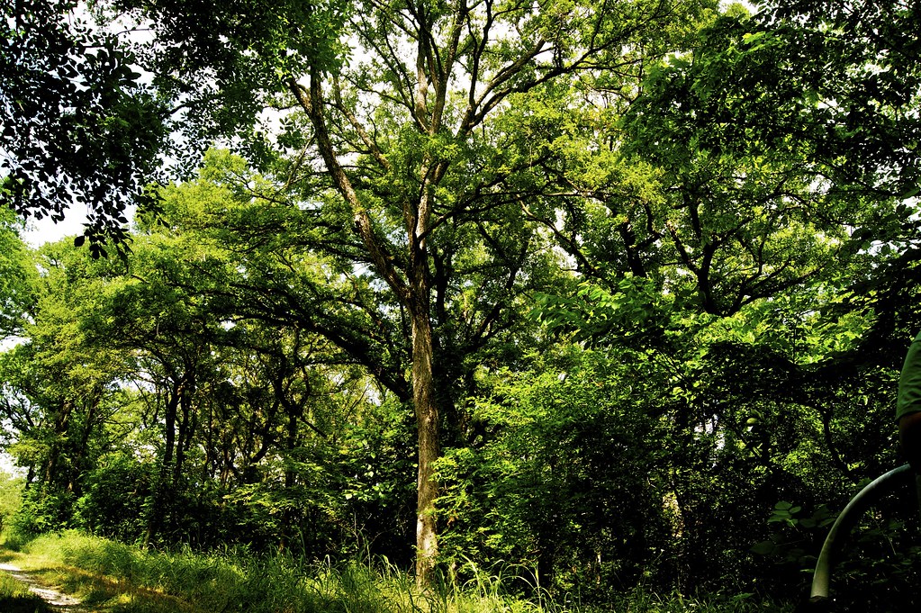 Tree Cover David Ensor Flickr