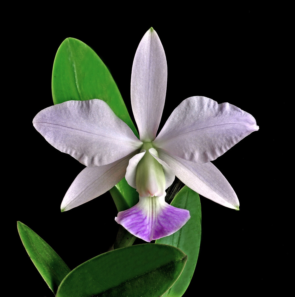 Cattleya walkeriana 'Blue Moon' Cattleya walkeriana is one… Flickr