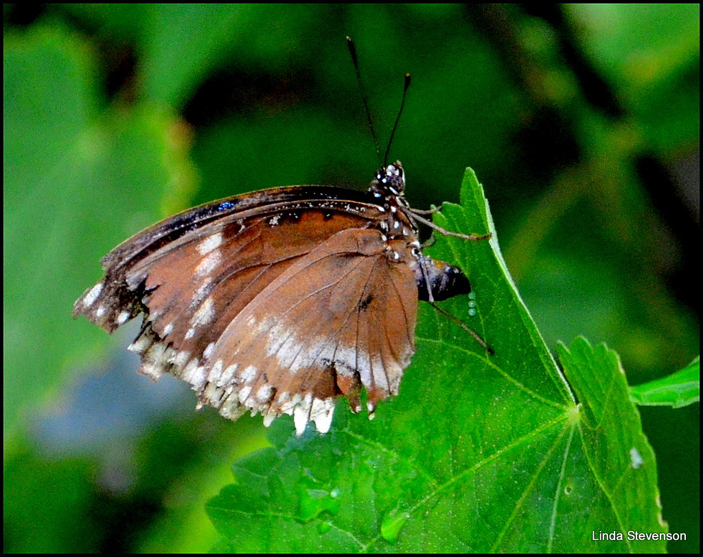 Butterfly laying eggs a green leaf Watched this butterfly … Flickr