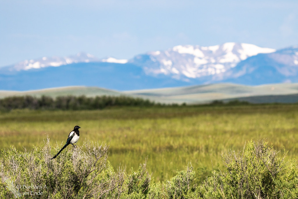 Elevation map of Walden, CO, USA Topographic Map Altitude Map