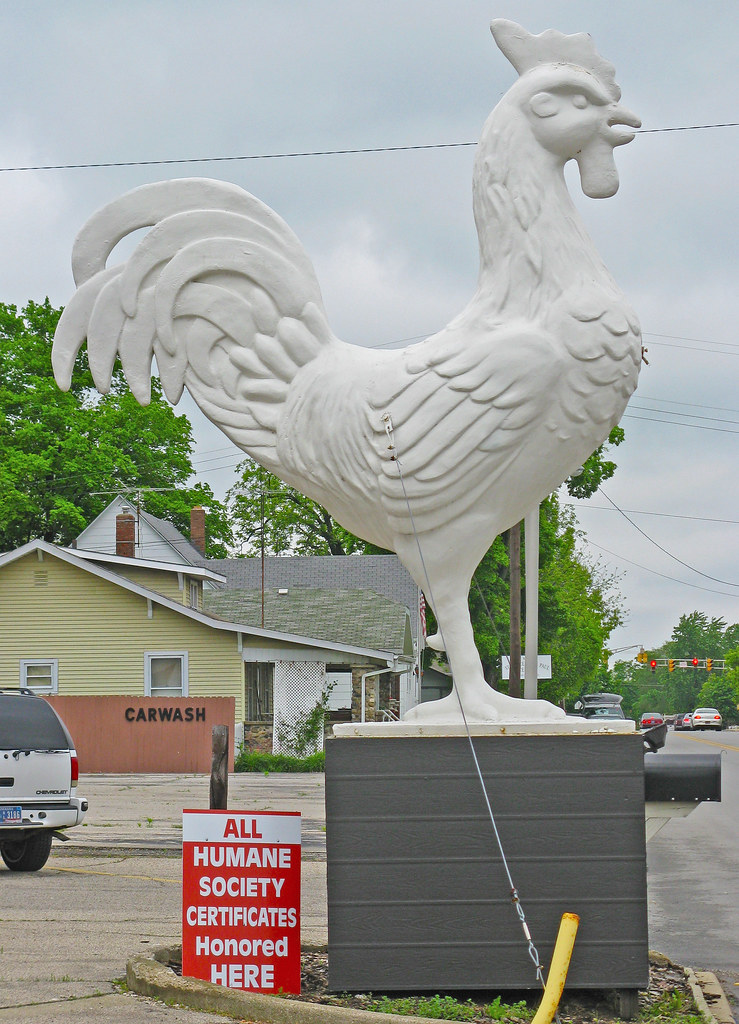 Neuter rooster katzenfinch Flickr