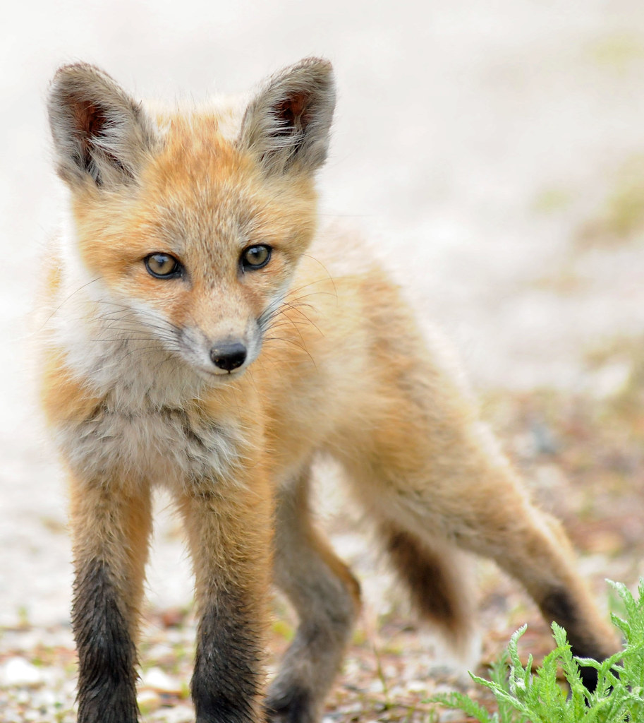 Kit Fox , Cascade, Idaho This guy was a little too curious… Flickr
