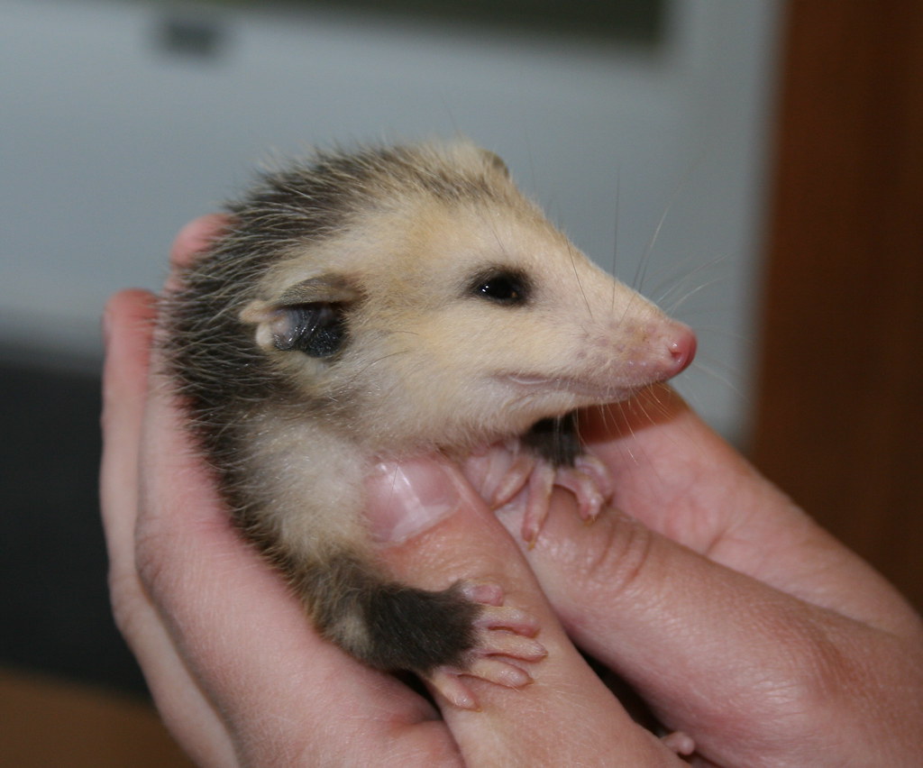 Opossum An unknown person left a half dozen baby opossum o… Flickr