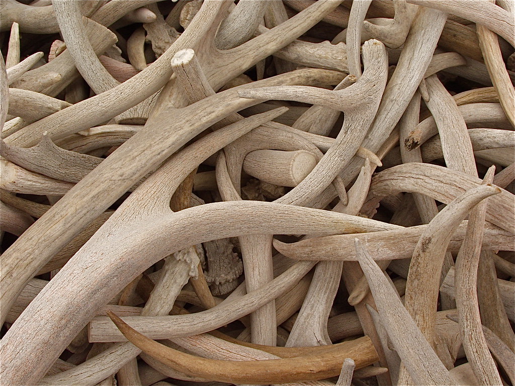 P1105437 Deer Horns ronardios Flickr