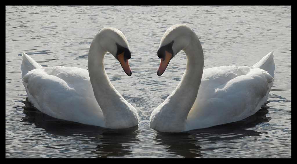 Symmetry in Nature Taken at Martin Mere (situated halfway … Flickr