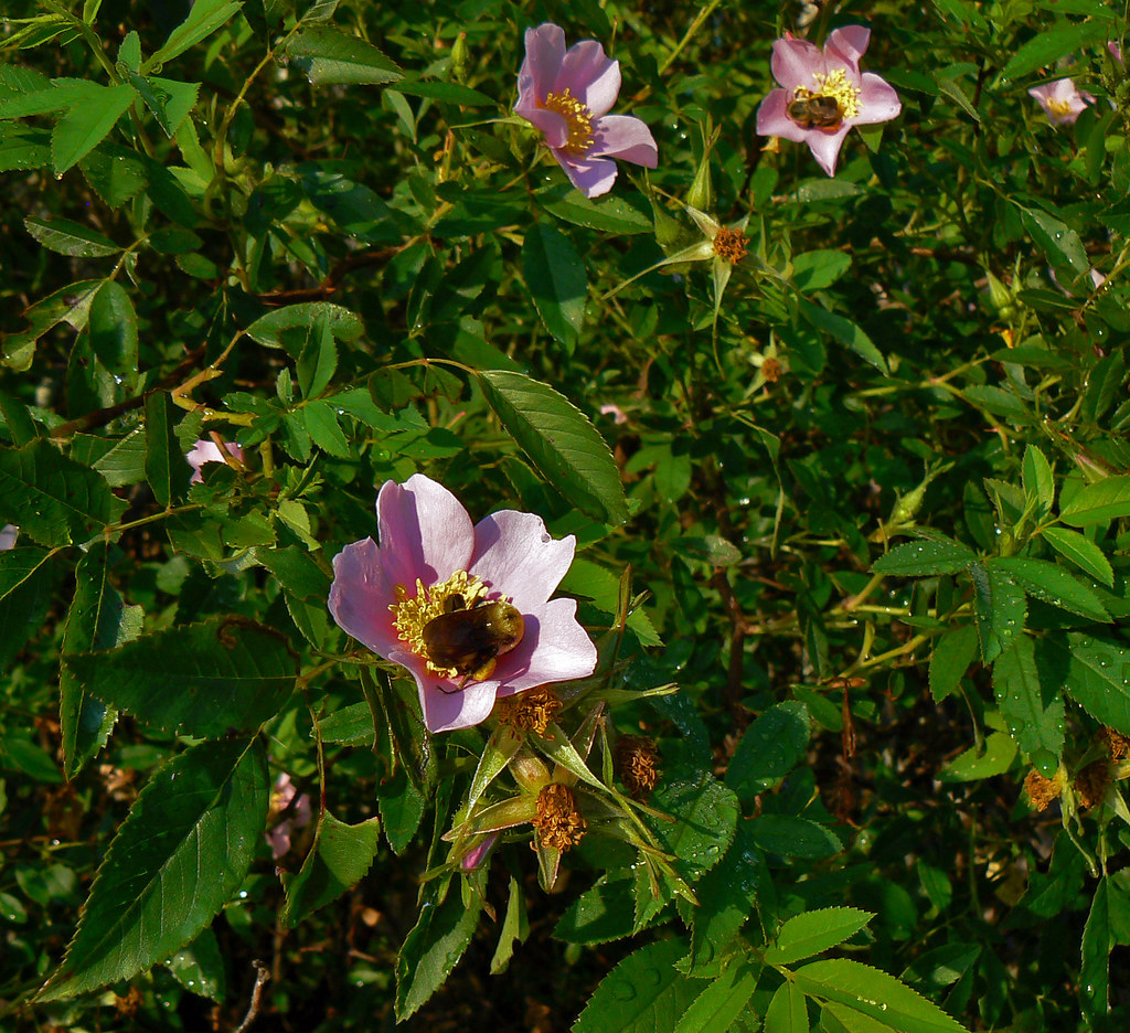 060109Wacca034 A Swamp rose attracts lots of bumble bees o… Flickr