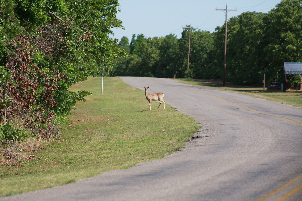 IMG_80841 deer "thunderbird lake" w.frederick Flickr