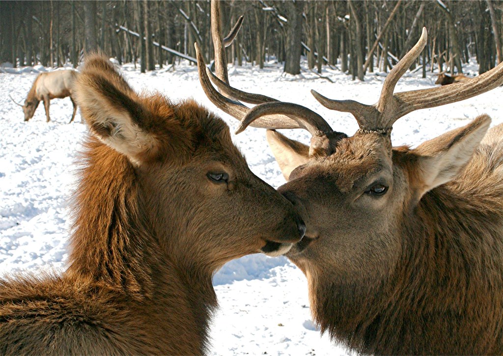 Elk Love petalpower Flickr