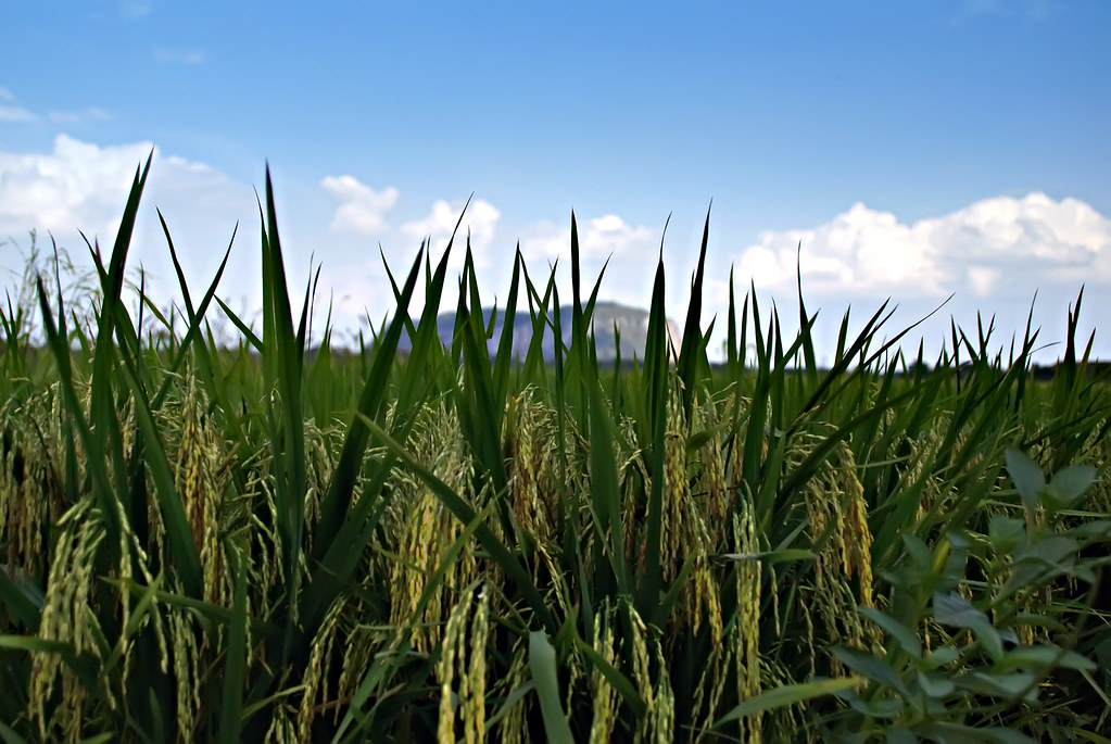 Jelapang Padi Kedah rice field right in front of my