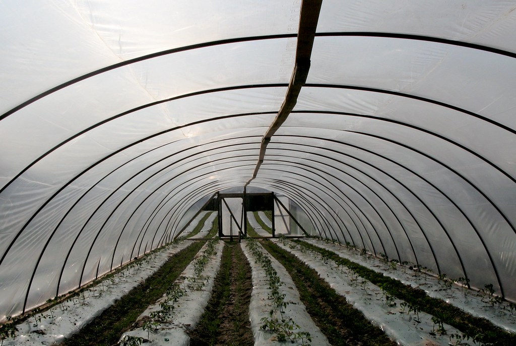 Zimmerman Greenhouses St. Peter blacktop road, St. Peter, … Flickr