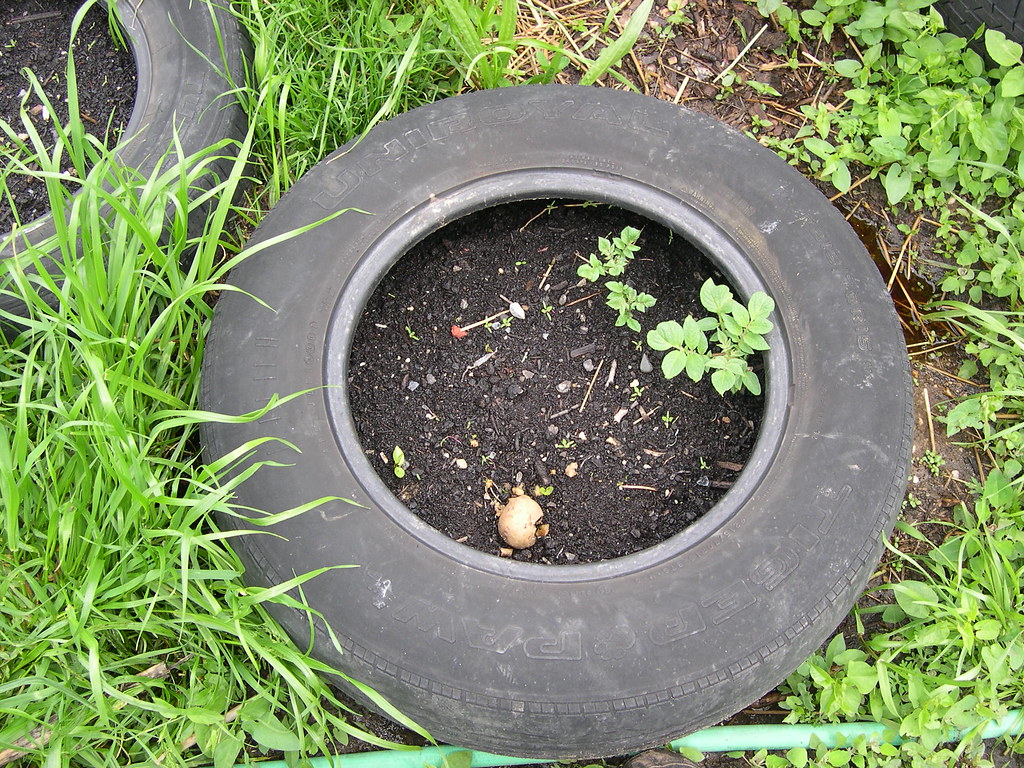 Potato Tires Potatoes grow inside! Stacey Flickr