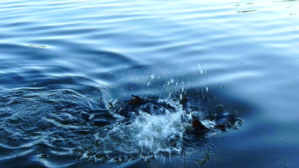 Fish break the surface of the Edgbaston Reservoir Movie … Flickr