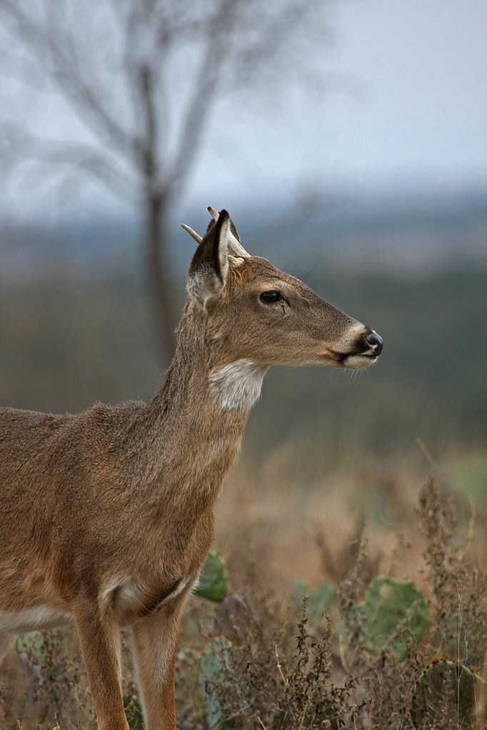 Whitetail Deer Brady, TX Area Postrut, hill country buc… Flickr