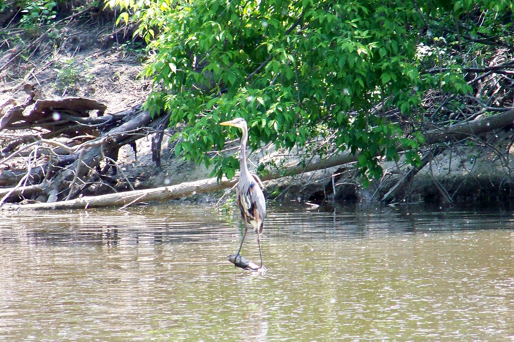 Heron watches for fish a59rambler Flickr