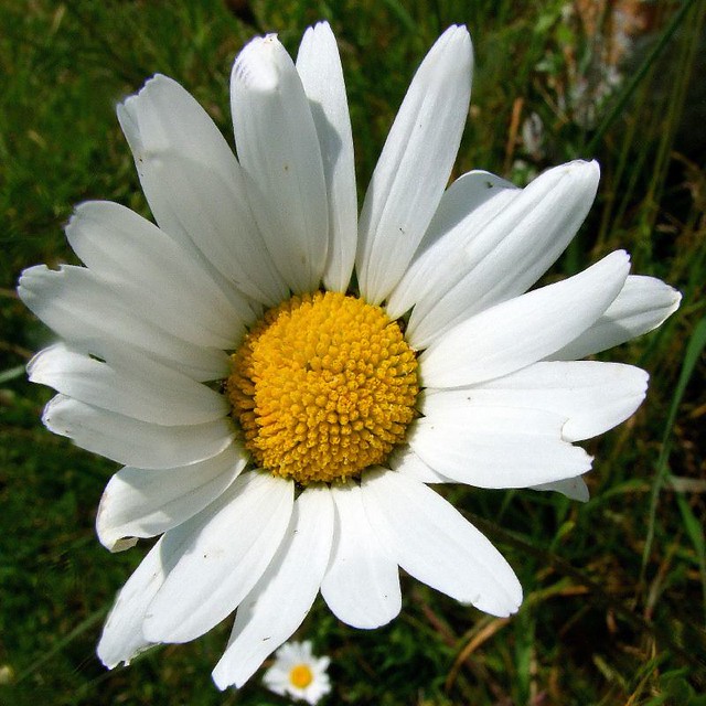 Dog daisy Dog Daisy God's Acre St Nucholas churchyard tina negus Flickr