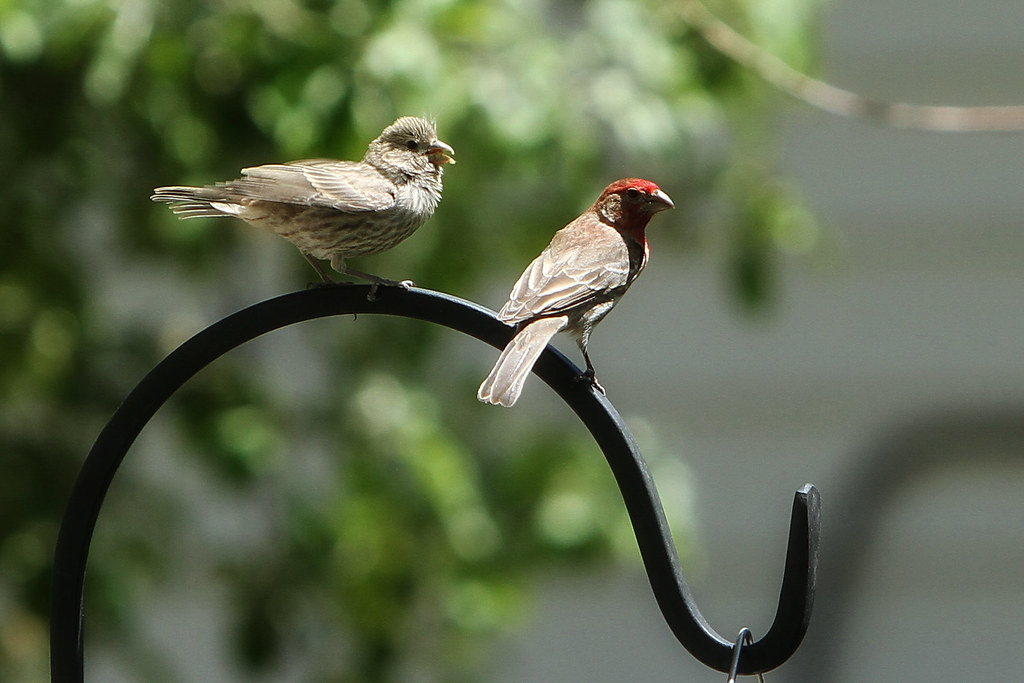 House Finch Feeding Fledgling (8 of 9) Taken May 23, 2010 … Flickr