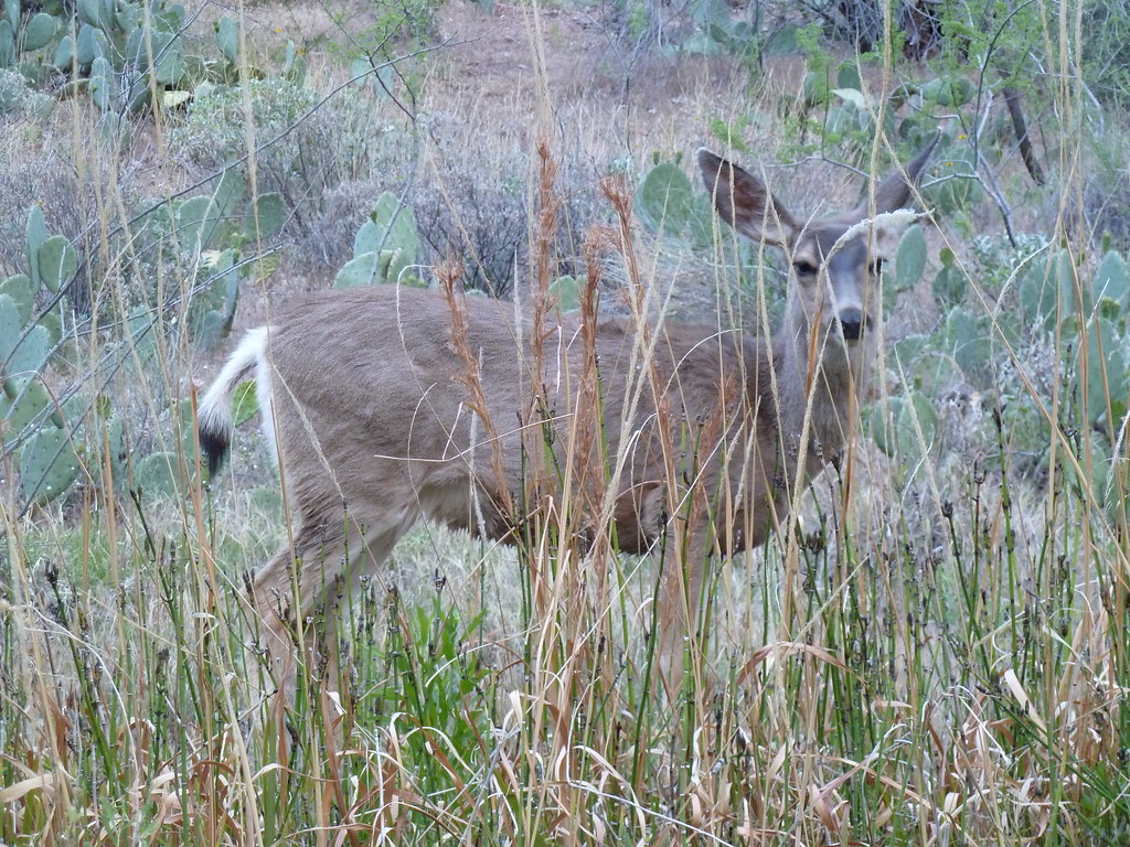 050411 the deer pranced about, eating fig leaves and grass… Flickr