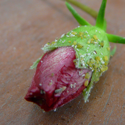 Hibiscus mites The closest I could get with my FZ18. For s… Flickr