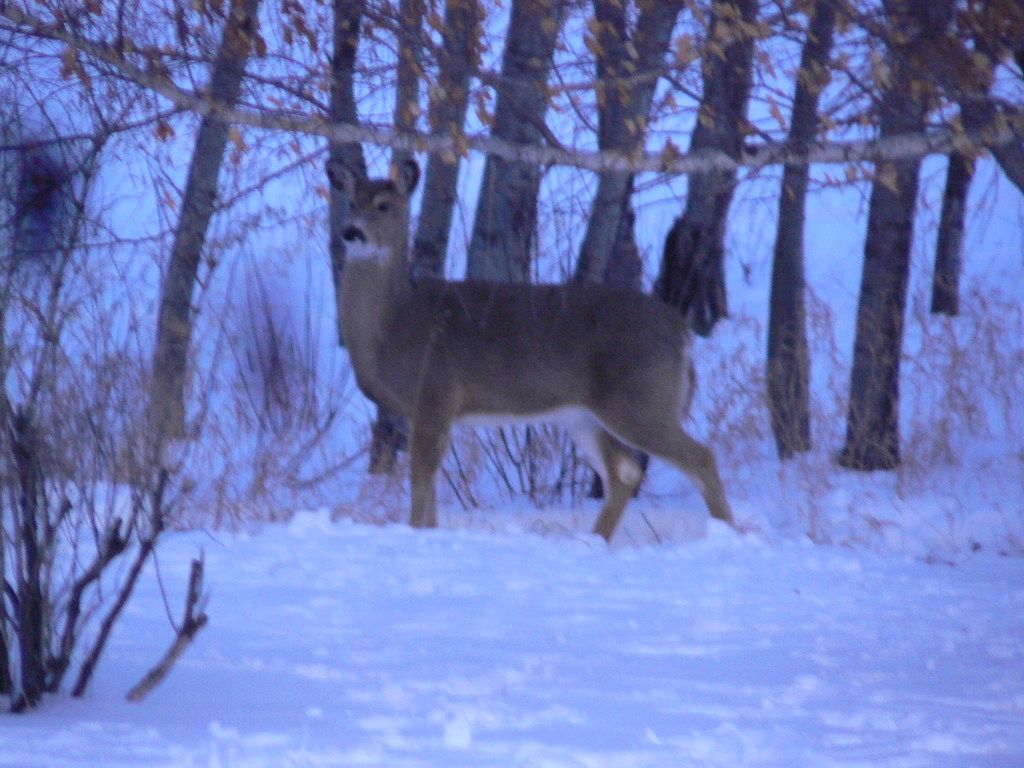 Doe a deer This one is a little blurry, but this doe stood… Flickr