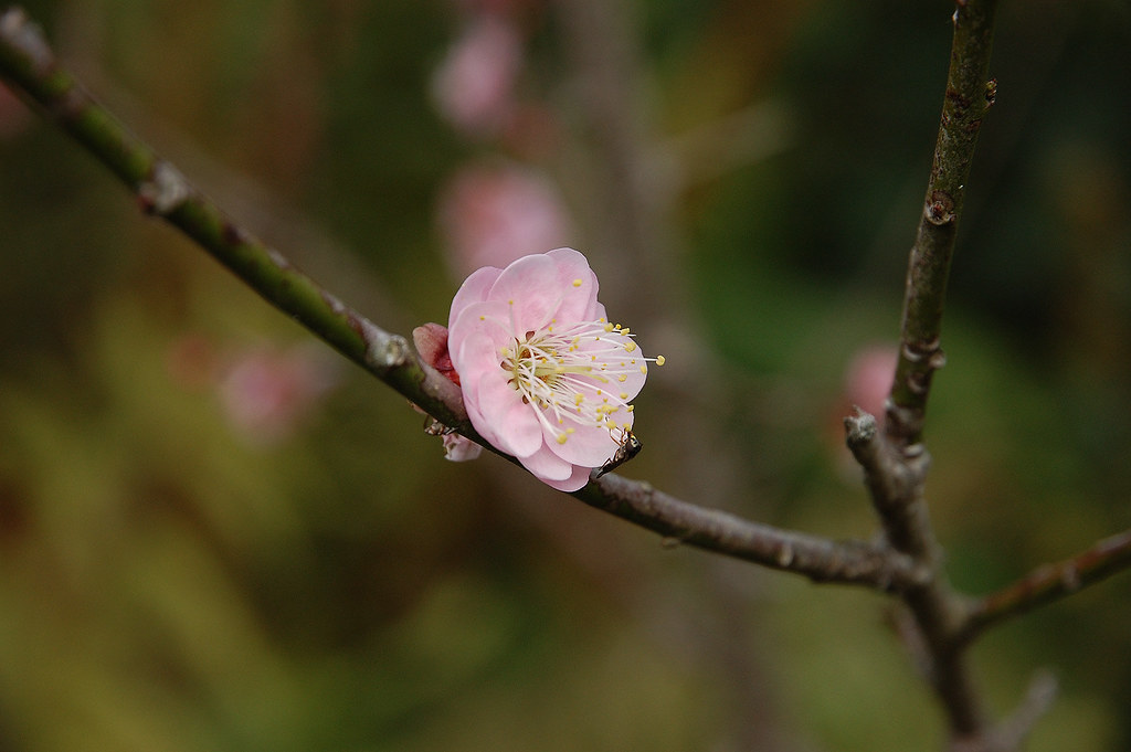 Prunus mume Prunus mume, national flower of Taiwan 梅花我們的國… chung jen Flickr