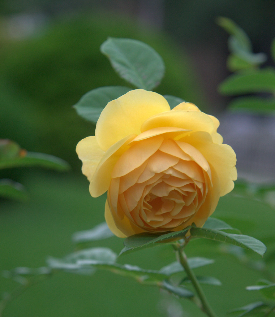 Yellow Rose of Texas A yellow rose from the rose garden be… Flickr