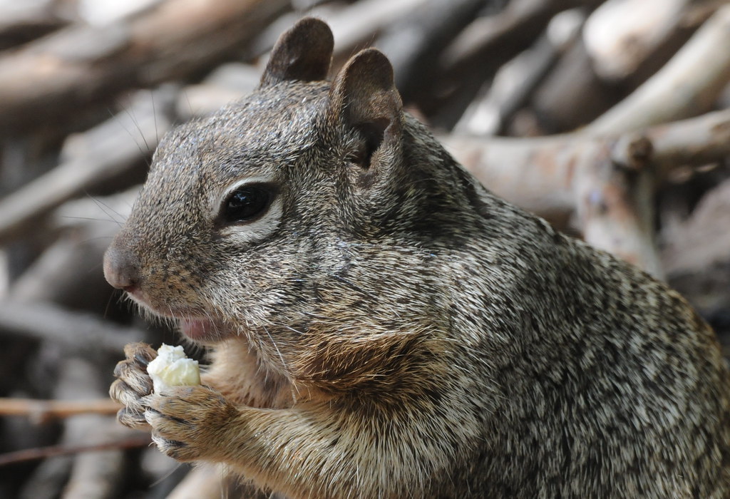 Squirrel Eating Popcorn in Phoenix Bob Rohr Flickr