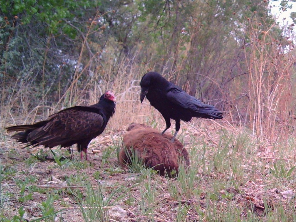 Turkey Vulture and Common Raven (Camera trap photo, croppe… Flickr