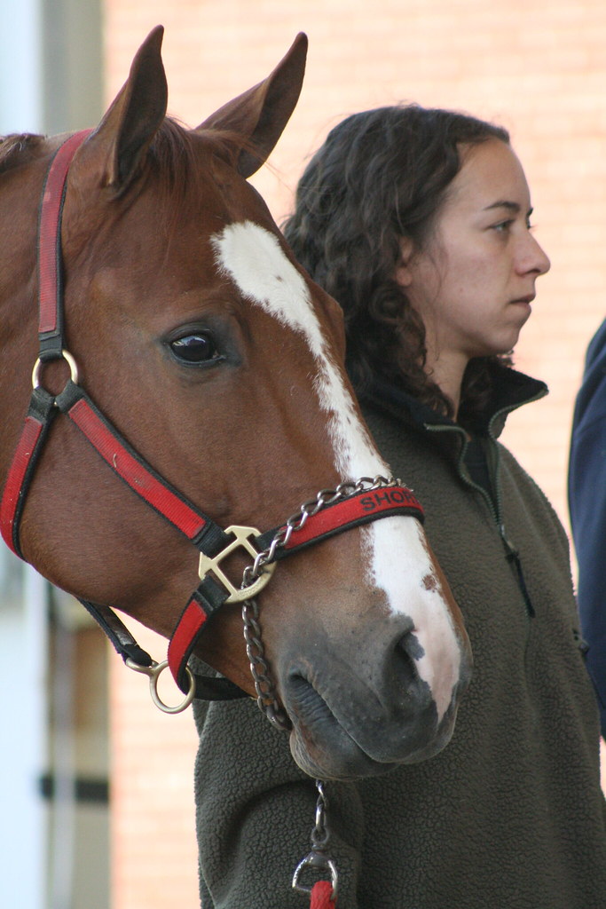 Eastern Ohio Quarter Horse Association AQHA Show Flickr