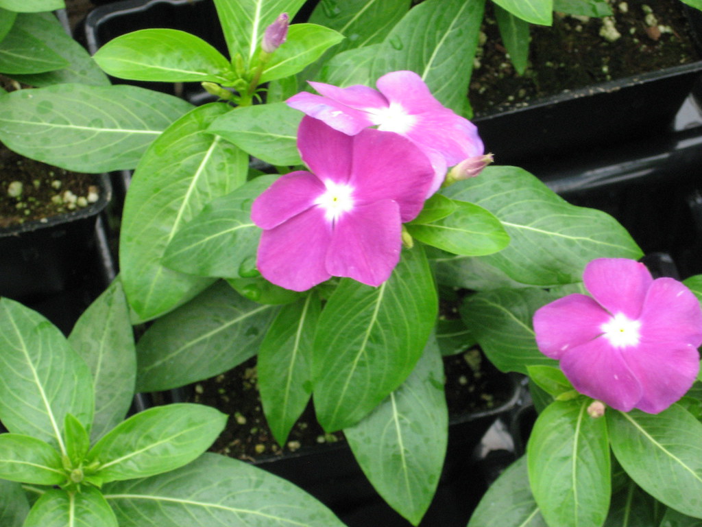 VincaVictory Blue JJL GREENHOUSE, INC. Flickr