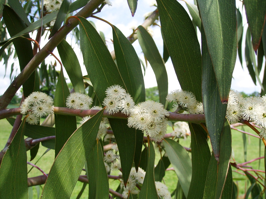 Gum Tree Five_Flowers Tree Five. The Snow Gums are floweri… Flickr