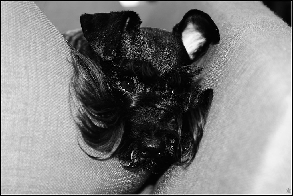 Couch Potato Anyone who owns a black pet I'm sure will agr… Flickr