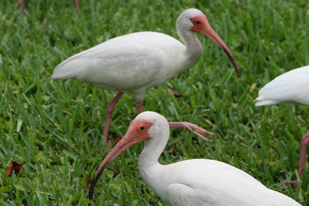 White Ibis White Ibis. Picture taken by our apartment in B… Flickr