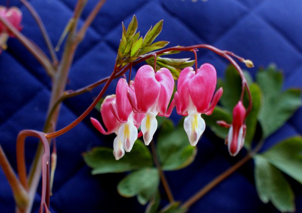 Dicentra 10 jAYkROW Flickr