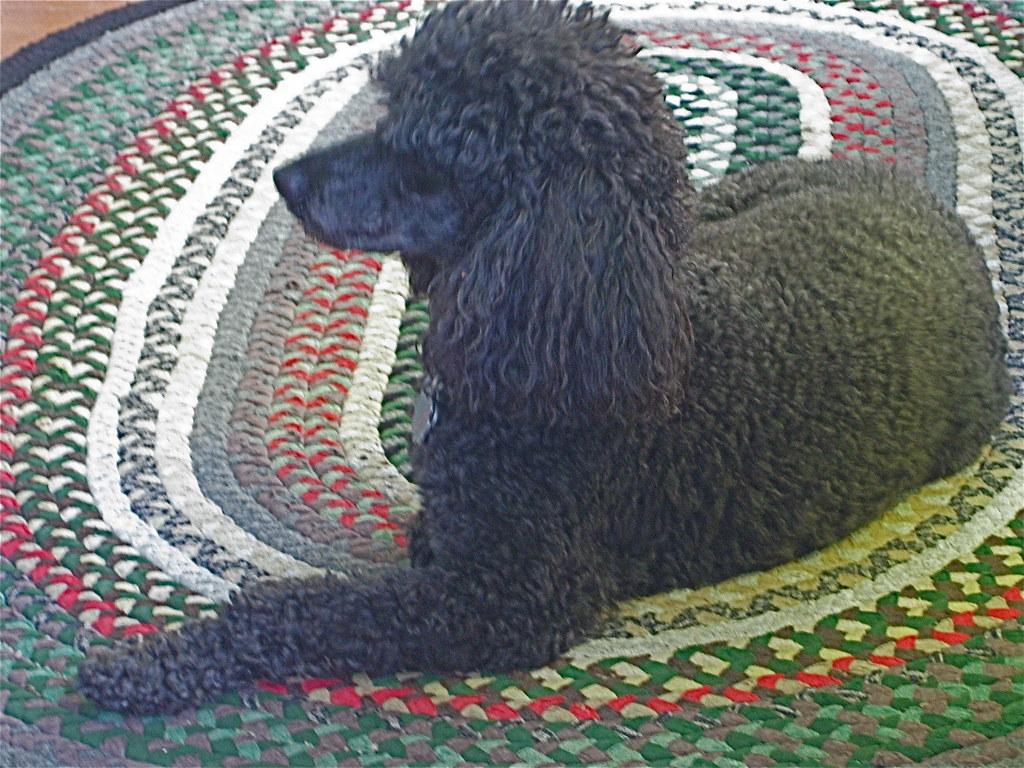 Greta on a braided rug Maine smilla4 Flickr