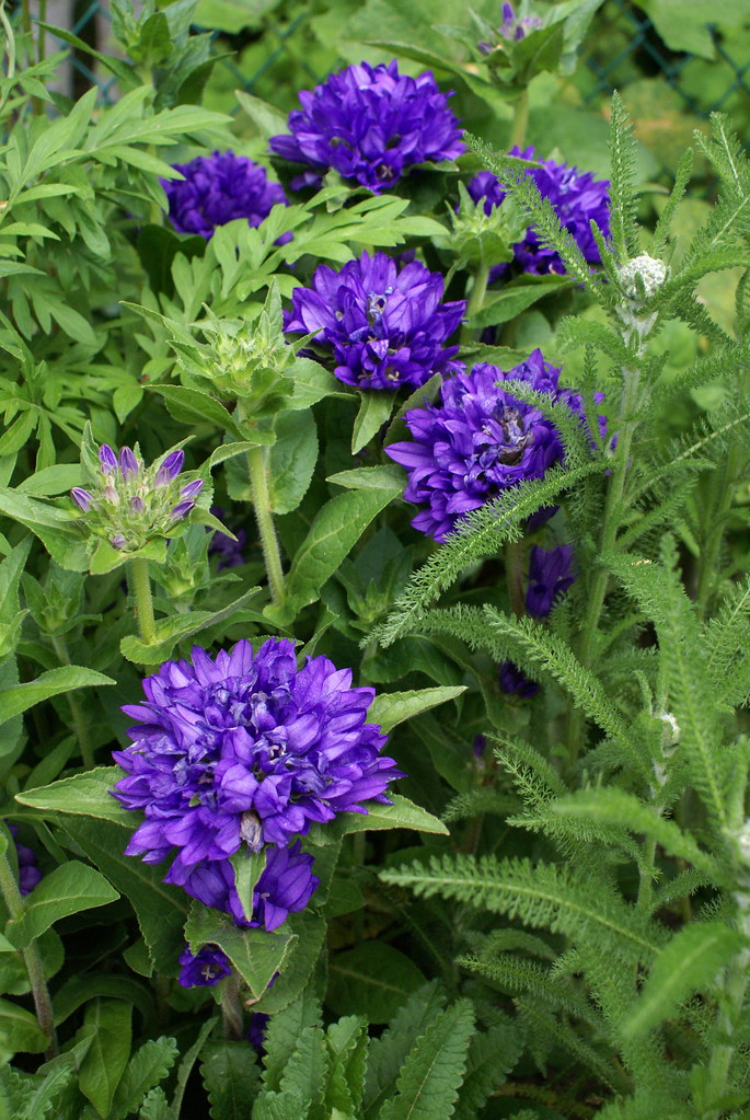 Clustered Bellflower 3 Illustration for the plant sale in… Flickr