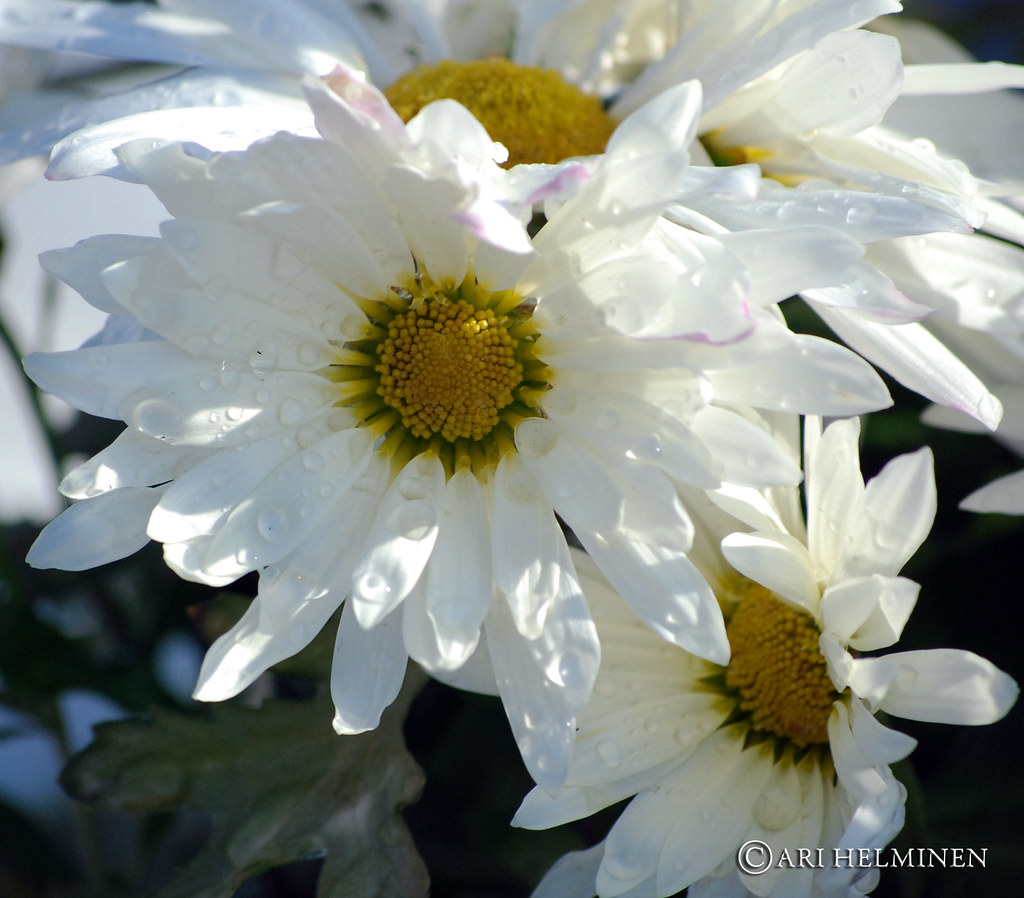 Spring day flowers Beautiful White flowers from the spring… Ari