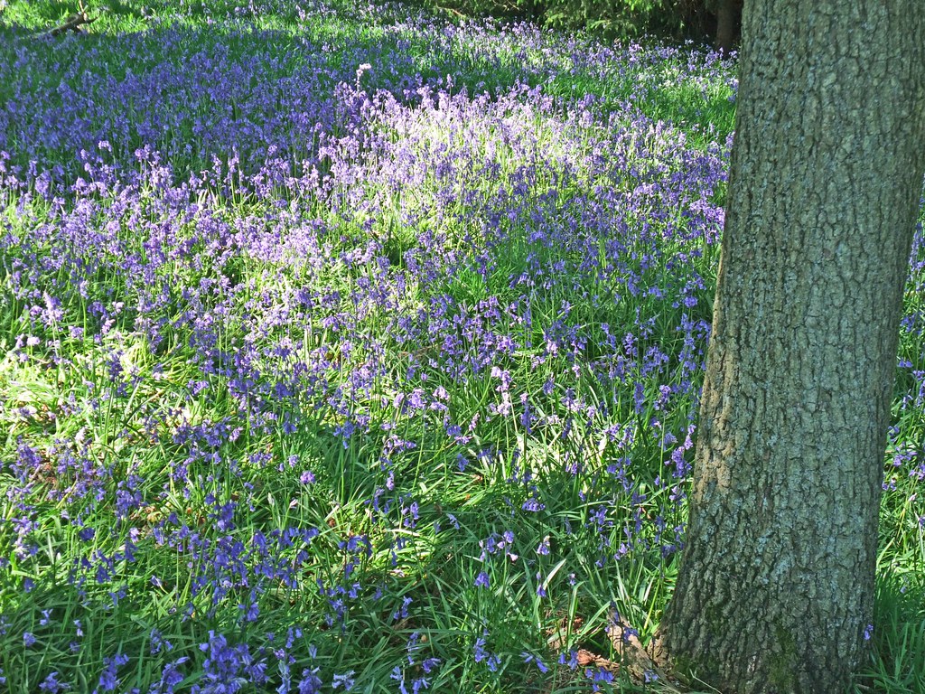 Bluebell Glade On the slopes of Brown Clee in Stoke St Mil… John