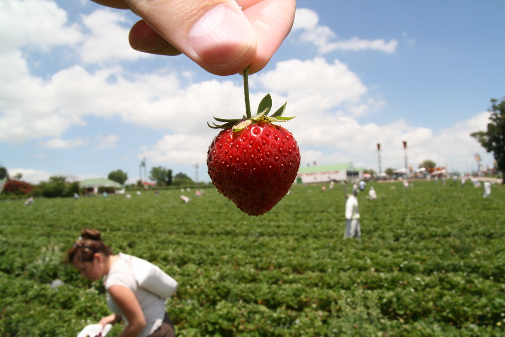 Strawberry Farm , Cape Town dessii Flickr