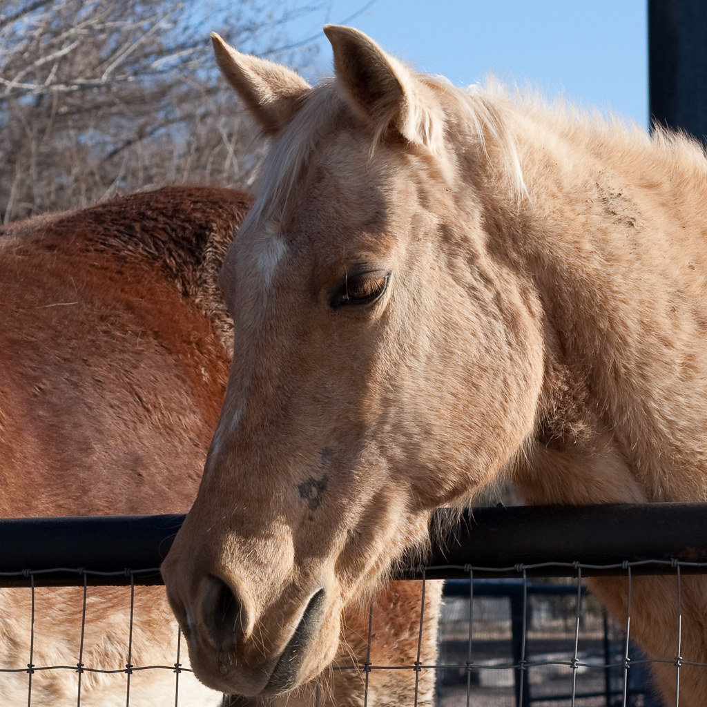 Prescott Horses Rob Bilson Flickr