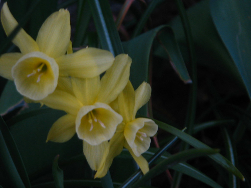 Yellow easter flowers IngvildFS Flickr